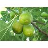 VEG SRLS FICO SIMILE-FICUS CARICA- DI NATALE A MATURAZIONE TARDIVA- albero da frutto da esterno pianta vera Ø 19 cm - h 150 cm