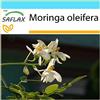 SAFLAX - Confezione regalo - Albero del rafano - 10 semi - Moringa oleifera