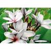 Generico 4 SEMI DI PLUMERIA -FRANGIPANI - POMELIA- VARIETA' Blue Jean
