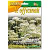 PERAGA GARDEN SEMI DI ANGELICA PER ORTO GIARDINO FIORI