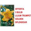 PERAGA GARDEN OFFERTA 3 BULBI LILIUM TRUMPET GOLDEN SPLENDOUR BULBS BULBES