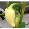 GHINO DI TACCO SEMI PEPERONCINO CALORO (jalapeno bianco)+ GUIDA COLTIVAZIONE