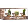 NOPALIA® Kit Cactus - Mini Kit Pronto all'Uso (Echinocactus Grusonii, Opuntia Microdasys, Polaskia Chichipe) - Piante Grasse per Decorazione Interna - Regalo Insolito per Donna Uomo - DIY - idea