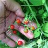 GHINO DI TACCO SEMI POMODORO LYCOPERSICON PIMPINELLIFOLIUM (POMODORO RIBES)