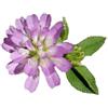 Mondo Ape Semi Fiori per Api - Sementi Mellifere - Trifoglio Resupinato - 1 kg - Semi per Apicoltura