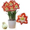 DUTCH BULBS EXCLUSIVE PLANTS FROM HOLLAN Amaryllis Minerva, 1 bulbo di grandi dimensioni 26/30, Esclusivo, Bulbi da fiore, piante e fiori dall'Olanda, Autentici Hippeastrum (senza semi, cera e non artificiali)