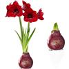 DUTCH BULBS EXCLUSIVE PLANTS FROM HOLLAN Bulbo di cera Amaryllis Merry Christmas, 1 Bulbi da fiore di grandi dimensioni 26/30, Esclusivo piante e fiori dall'Olanda, Veri Hippeastrum (senza semi, non artificiali)