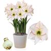 DUTCH BULBS EXCLUSIVE PLANTS FROM HOLLAN Amaryllis Picotee, 1 bulbo di grandi dimensioni 26/30, Esclusivo, Bulbi da fiore, piante e fiori dall'Olanda, Autentici Hippeastrum (senza semi, cera e non artificiali)