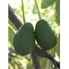 VIVAIO GARDEN FOREST Avocado Lamb Hass - Persea Americana Pianta da frutto frutta Foto Reali