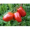 SVI Rare Mini San Marzano pomodoro! 20 semi!