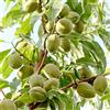 VEG SRLS ALBERO DI MANDORLO SIMILE -PRUNUS DULCIS- BIANCO CON IL GUSCIO TENERO - pianta vera da frutto da esterno