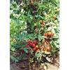 GEOPONICS 20 sementi biologiche, Semi Heirloom Riesentraube pomodoro nuovi semi per il 2017