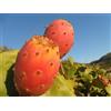 Generico Opuntia ficus-indica, Fico d'india vs16, pianta a frutto bianco