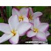 Generico 4 SEMI DI PLUMERIA -FRANGIPANI - POMELIA- VARIETA' Lady Fruit