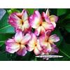 Generico 4 SEMI DI PLUMERIA -FRANGIPANI - POMELIA- VARIETA' Batterfly Gold