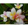Generico 4 SEMI DI PLUMERIA -FRANGIPANI - POMELIA- VARIETA' Bali Whirl
