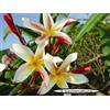 Generico 4 SEMI DI PLUMERIA -FRANGIPANI - POMELIA- VARIETA' Madam Poni