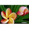 Generico 4 SEMI DI PLUMERIA -FRANGIPANI - POMELIA- VARIETA' Miss Aloha