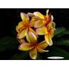 Generico 4 SEMI DI PLUMERIA -FRANGIPANI - POMELIA- VARIETA' Imperial Crown