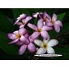 Generico 4 SEMI DI PLUMERIA -FRANGIPANI - POMELIA- VARIETA' Violet Pink