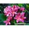 Generico 4 SEMI DI PLUMERIA -FRANGIPANI - POMELIA- VARIETA' Erma 22