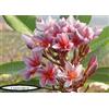 Generico 4 SEMI DI PLUMERIA -FRANGIPANI - POMELIA- VARIETA' Dao Den