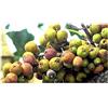 Seeds & Plants Shop by Ipsa Pezzi - 10x Ficus Racemosa Indiani Pioppo Fico Albero Piante - Seme ID108 - Seeds & Plants Shop by Ipsa