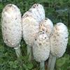 Haloppe 50 pezzi di semi di funghi per la semina del giardino domestico, semi di funghi spore di micelio bianco vibrante generano semi secchi per esterni 50 pz