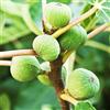 VEG SRLS FICO SIMILE-FICUS CARICA - CERRETO DAI FRUTTI GROSSI - albero da frutto da esterno pianta vera Ø 19 cm - h 150 cm