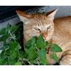 Generic NO-GMO 350 Semi, Catnip Catnip Nepeta Erba Giardino Semi, Snack di Gatto per Erbe di Tè Erbe Ereditario Semi