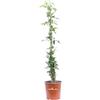 eGarden.store Pianta di Gelsomino Trifogliato Pianta di Jasminum Azoricum pianta da esterno pianta rampicante ornamentale pianta a fiore bianco pianta vera venduta da eGarden.store