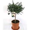 Generico Limone Caviale rosso su vaso cm 20 h 80 cm