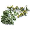 HERBOPLANET Srl Herboplanet Tsa Artemisia Absinthium Integratore Alimentare 50ml