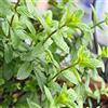 KräuMa Menta Piperita, Vero - Min. 50 Semi