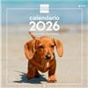 Finocam - Calendario da parete 2026, 30 x 30 cm, vista mensile, gennaio - dicembre 2026 + settembre 2025 (4 mesi) ridotti, calendario 2026, immagini cuccioli - spagnolo