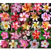 SVI Semi Plumeria frangipani fresco semi Rare reale Plumeria rubra semi Mix R11