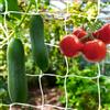KINGLAKE KINGKAKE 1.67x 5m Rete per Ortaggi Rampicanti,Rete per Piante rampicanti Rete a Traliccio In Nylon per Cetrioli, Pomodori, Fagioli-Bianco