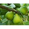 VEG SRLS FICO SIMILE-FICUS CARICA- VERDE DOTTATO- albero da frutto da esterno pianta vera