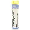 cemon Thuya occident 6lm gr