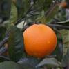 Vivai Mola della Abbadia srl Citrus sinensis cv "Tarocco" - tarocco rosso (Fitocella) - 120-130cm
