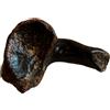 Fossile nero di mammifero sul fondo amazzonico, pezzo MOLTO RARO 20/25 gr
