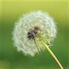 Generico Semi di Tarassaco Dente di Leone, Taraxacum officinale, Fiore di Prato per Giardinaggio, piscia cane