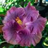 SVI 20 Rare Semi ibisco viola Cena gigante piatto floreale Giardino Esotico