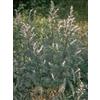 HERBOPLANET TSA ARTEMISIA VULGARIS 50ML