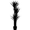 Yucca - kaiserkraft