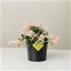 Plantì TRACHELOSPERMUM JASMINOIDES (TRICOLOR). Gelsomino rampicante variegato, vaso da 19 cm. Piante vere per esterno con profumati fiori bianchi e fogliame variegato. 6 mesi di concimazione inclusi.