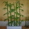 Benoon Semi Di Bambù, Semi Di Phyllostachys Puescens, 60 Pezzi/Borsa Semi Verdi Semi Freschi Naturali Semi Di Poaceae Verdi Per Giardino Semi di bambù Moso