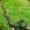 Yoogeer Serpenti realistici in gomma da 119,2 cm, spaventoso, regalo spaventoso, creature, serpenti, serpenti, serpenti, giocattoli