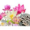 WALWI 30 semi di fiori di loto premium mix 3 colori bonsai acquatico per vaso da giardino
