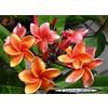 Generico 4 SEMI DI PLUMERIA -FRANGIPANI - POMELIA- VARIETA' Orange hybrid
